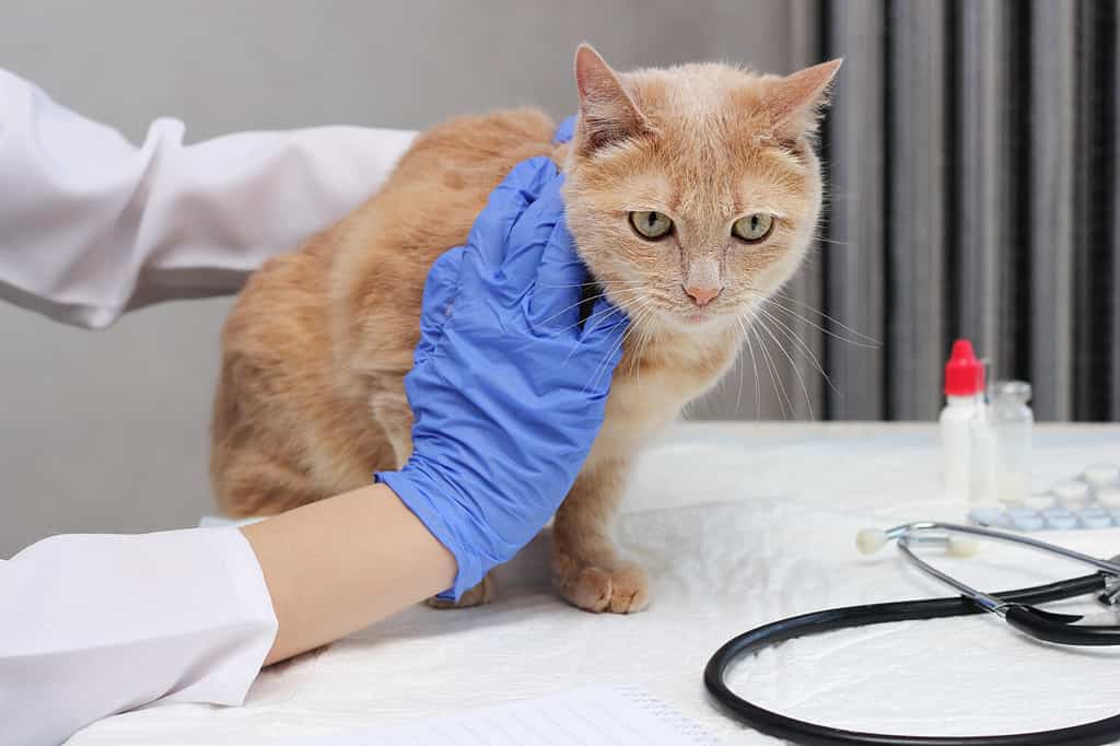 Dal veterinario.  Un gatto rosso viene esaminato da un veterinario.  Il veterinario tiene il gatto rosso sul tavolo.