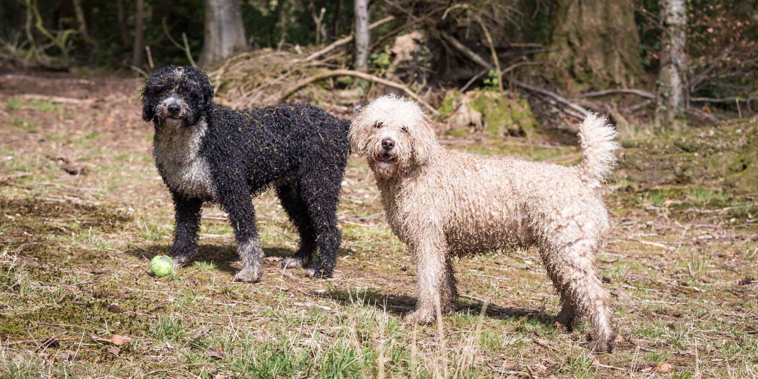 Colori dei cani da acqua portoghesi: dal più raro al più comune
