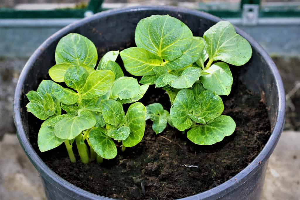 Le patate primaticce primaverili Sharpes Express possono crescere già a marzo, se piantate in un contenitore all'interno di una serra.