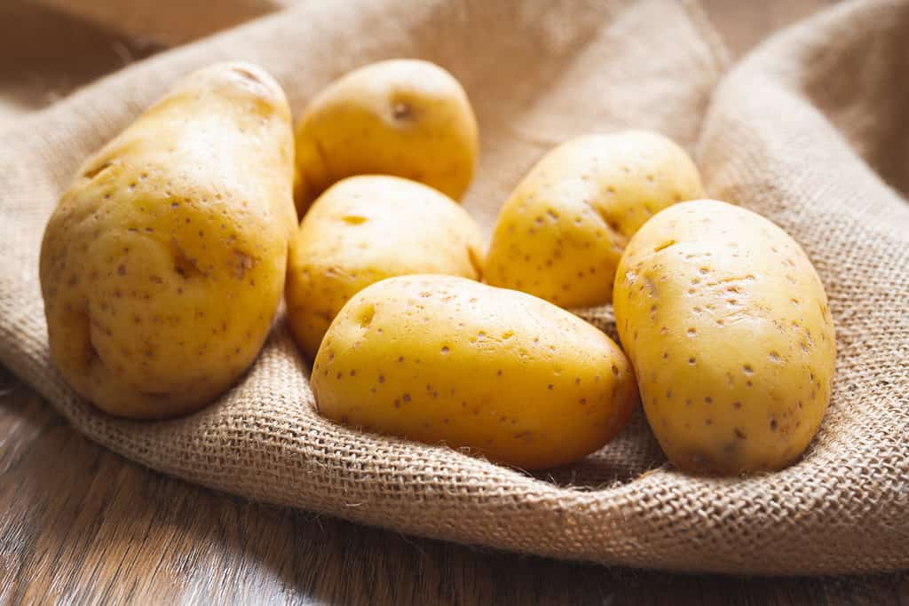 Patate.  Patate Yukon Gold fresche e biologiche da vicino su un tavolo da cucina in legno nella luce del mattino