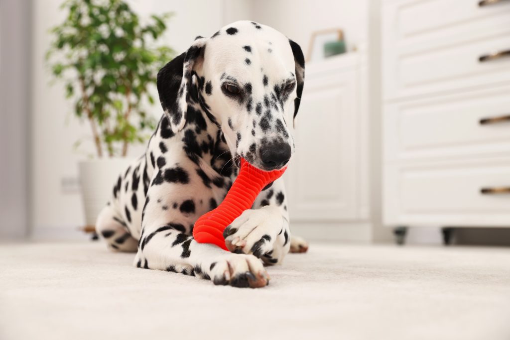 Adorabile cane dalmata che gioca con il giocattolo in ambienti chiusi.  Animale domestico adorabile