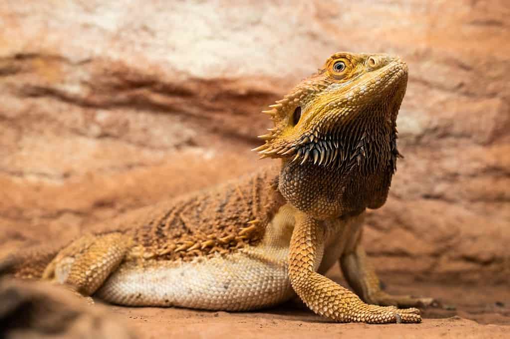 Drago barbuto (Pogona Vitticeps) in un terrario, incinta, con la pancia gonfia e la barba nera