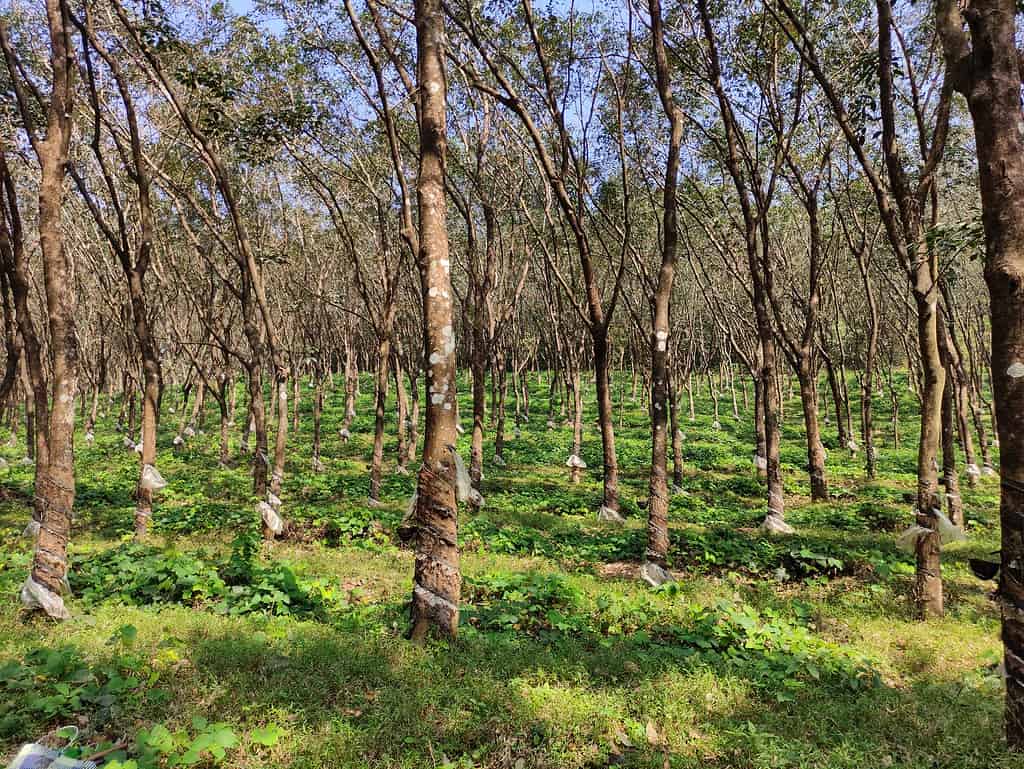  Cosa sono gli alberi della gomma?  Producono davvero la gomma?
