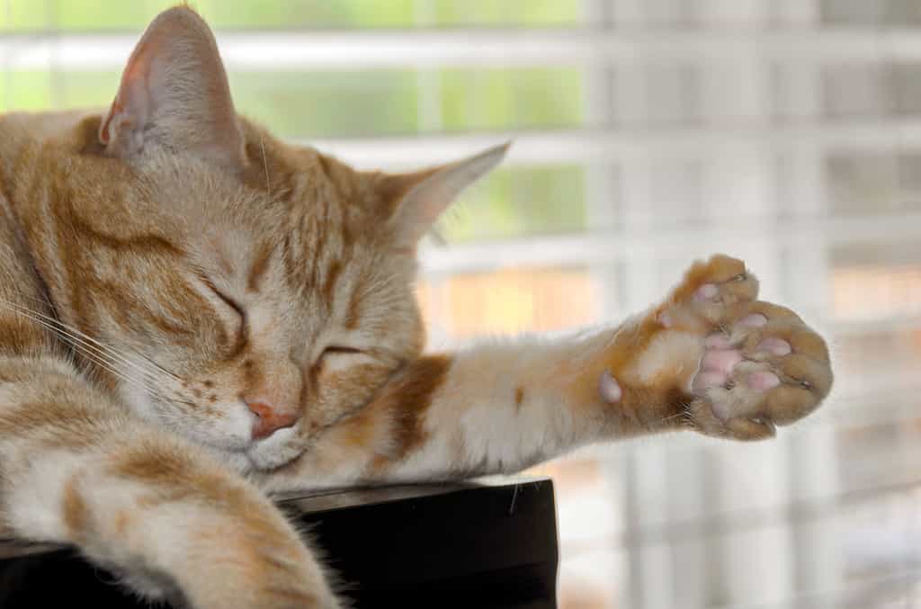Primo piano del gatto polidattilo che dorme mostrando dita extra