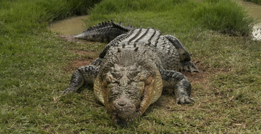 Coccodrillo d'acqua salata sulla riva