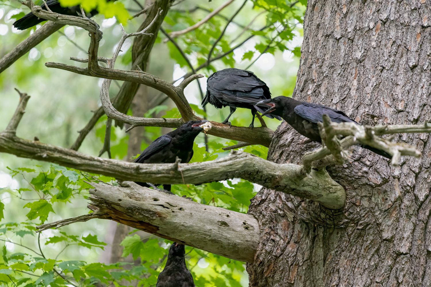 Fratelli corvi americani discutono dell'ultima consegna di cibo da parte della madre con uno sfondo verde frondoso