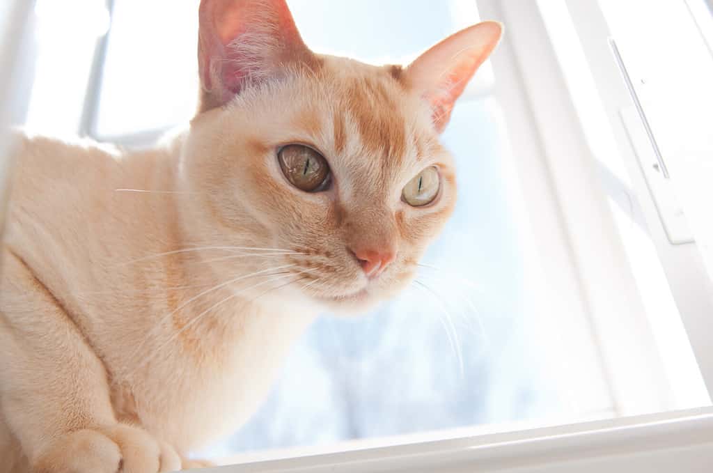 Gatto birmano europeo rosso in una finestra