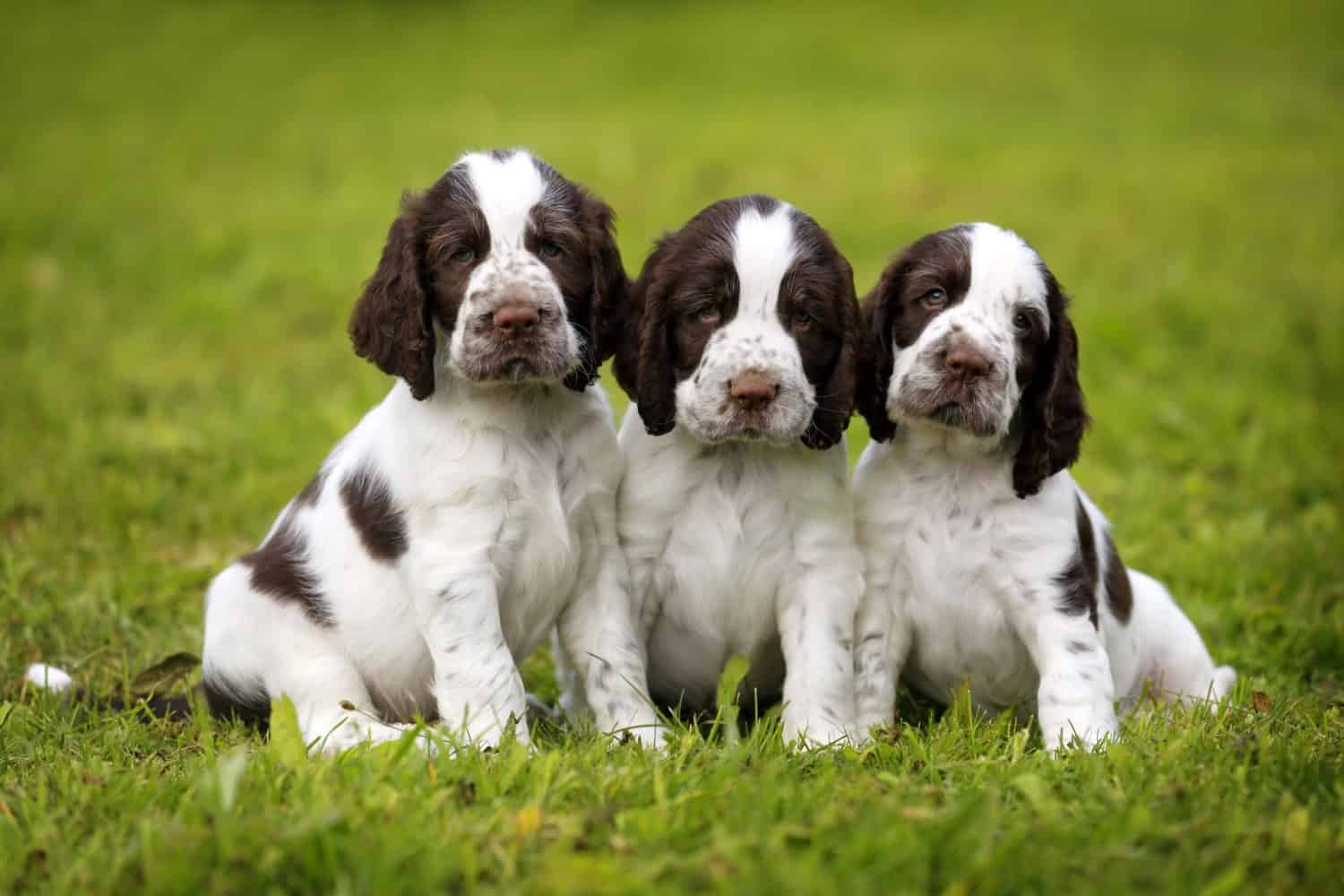 Tre cuccioli sull'erba