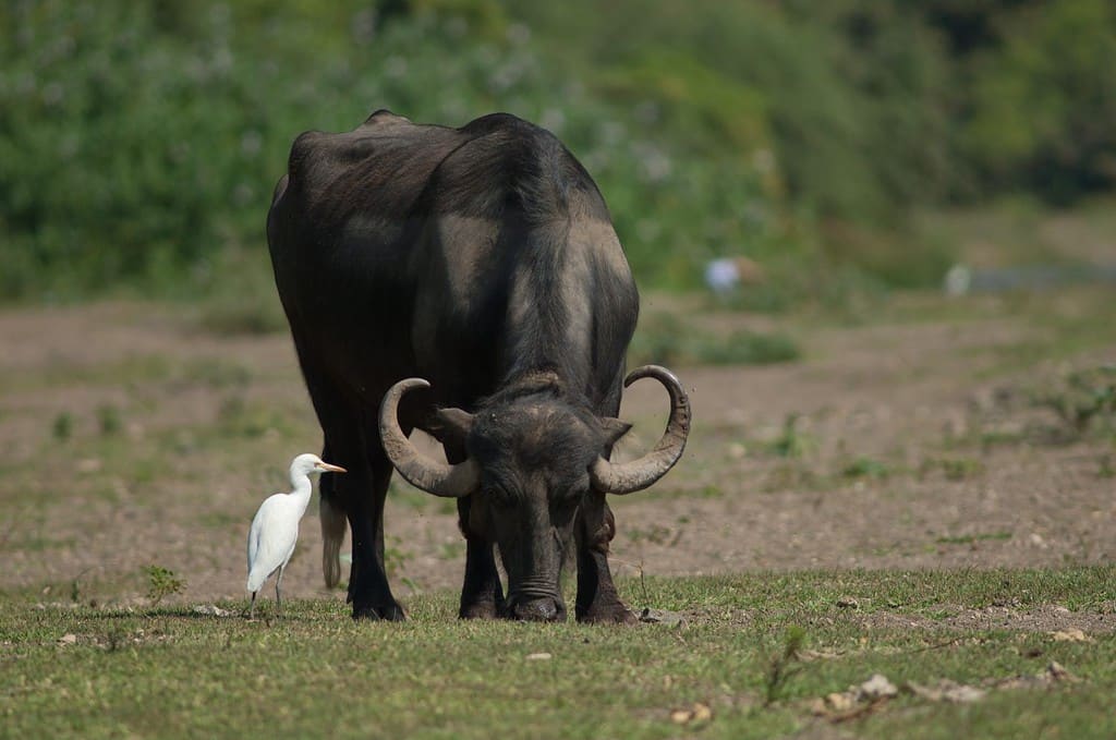 Bufalo indiano (Bubalus bubalis) al pascolo e airone guardabuoi (Bubulcus ibis).  fiume Hiran.  Sasan.  Santuario di Gir.  Gujarat.  India.