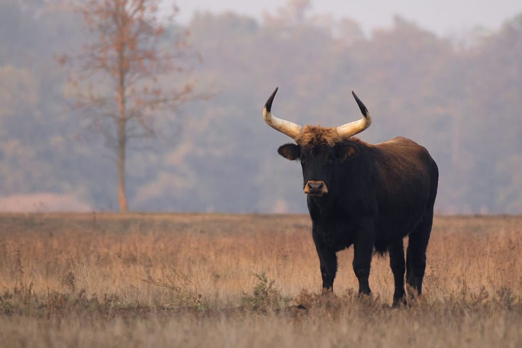 Diamine bestiame (Bos primigenius f. taurus), toro in un pascolo in tarda serata, tentativo di riprodurre l'estinto uro (Bos primigenius), Parco Nazionale di Hortobágy, Ungheria