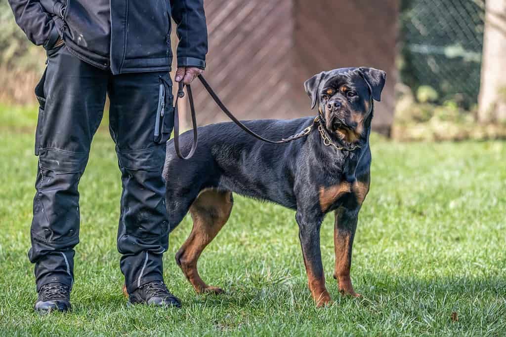 addestramento del giovane cane rottweiler nero per lo sport di protezione e la polizia