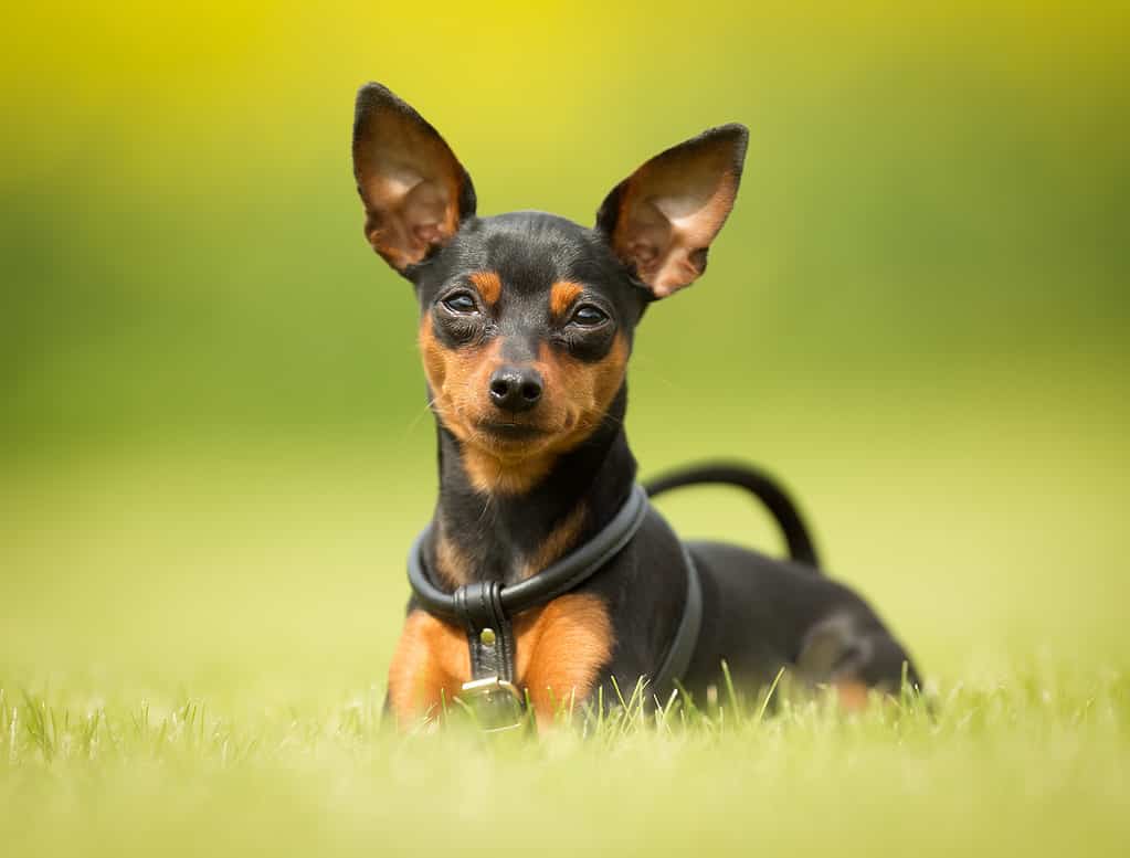 cane all'aperto nella natura