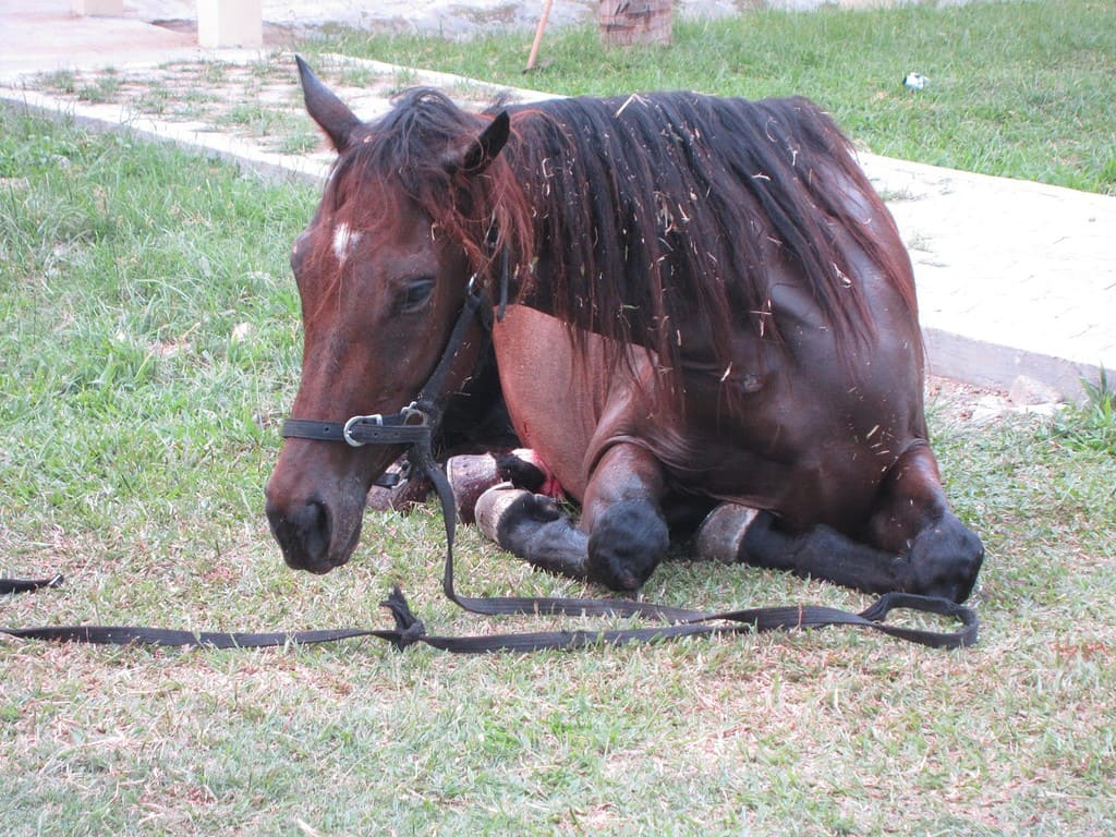 il cavallo soffre perché ha le coliche