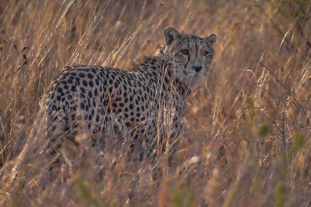 Inquadratura ravvicinata di un ghepardo dell'Africa nordoccidentale nella savana