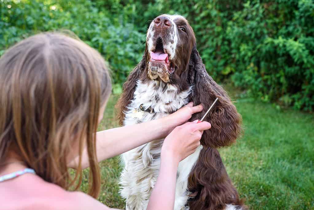 Una giovane ragazza spazzola il suo cane Springer Spaniel inglese.  Il cane si siede pazientemente per la toelettatura