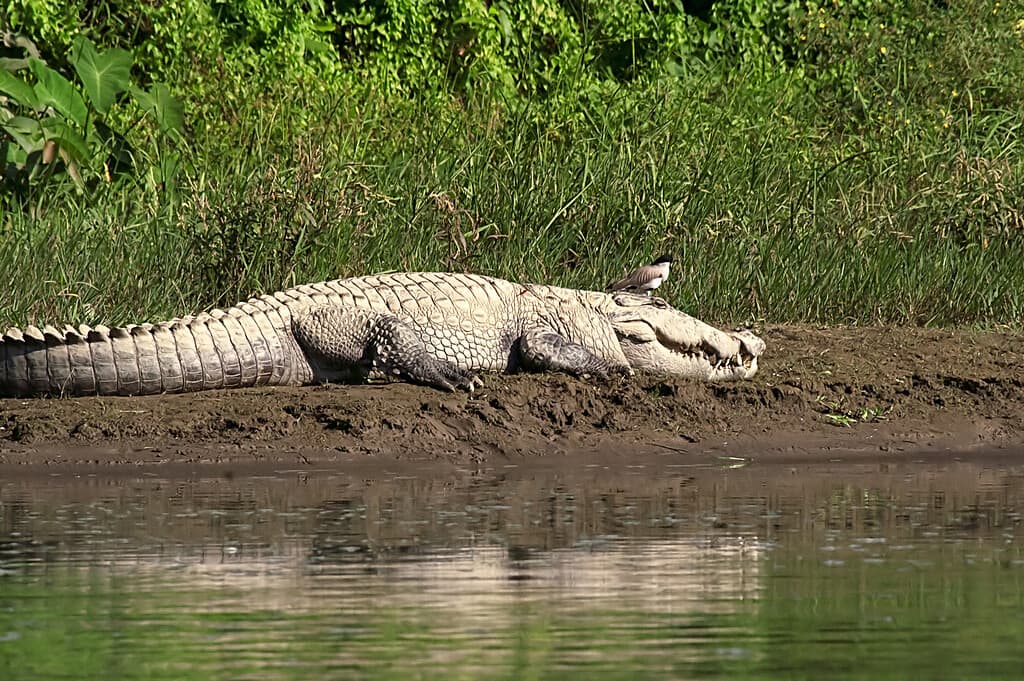 Mugger o coccodrillo di palude che prende il sole accanto all'acqua nel parco nazionale di Chitwan in Nepal