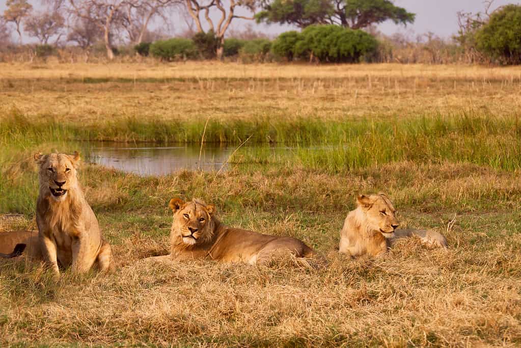 coalizione di leoni maschi