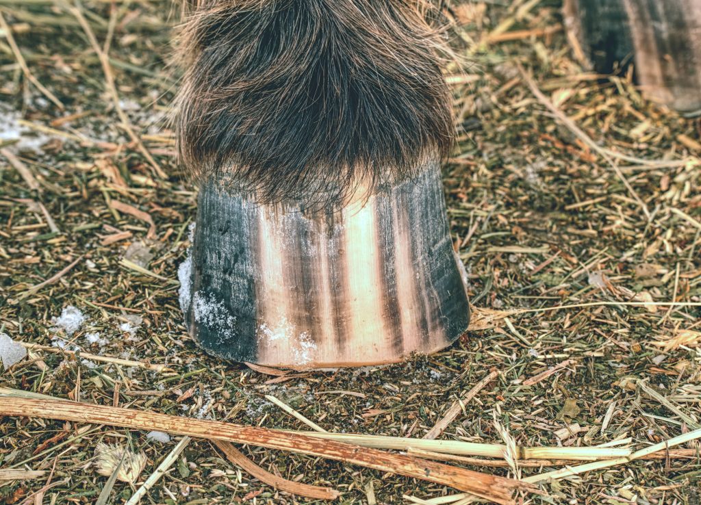 Lo zoccolo del cavallo può essere striato anche se i segni non sono visibili