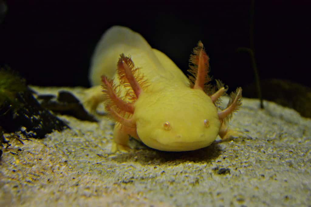 Axolotl di rame