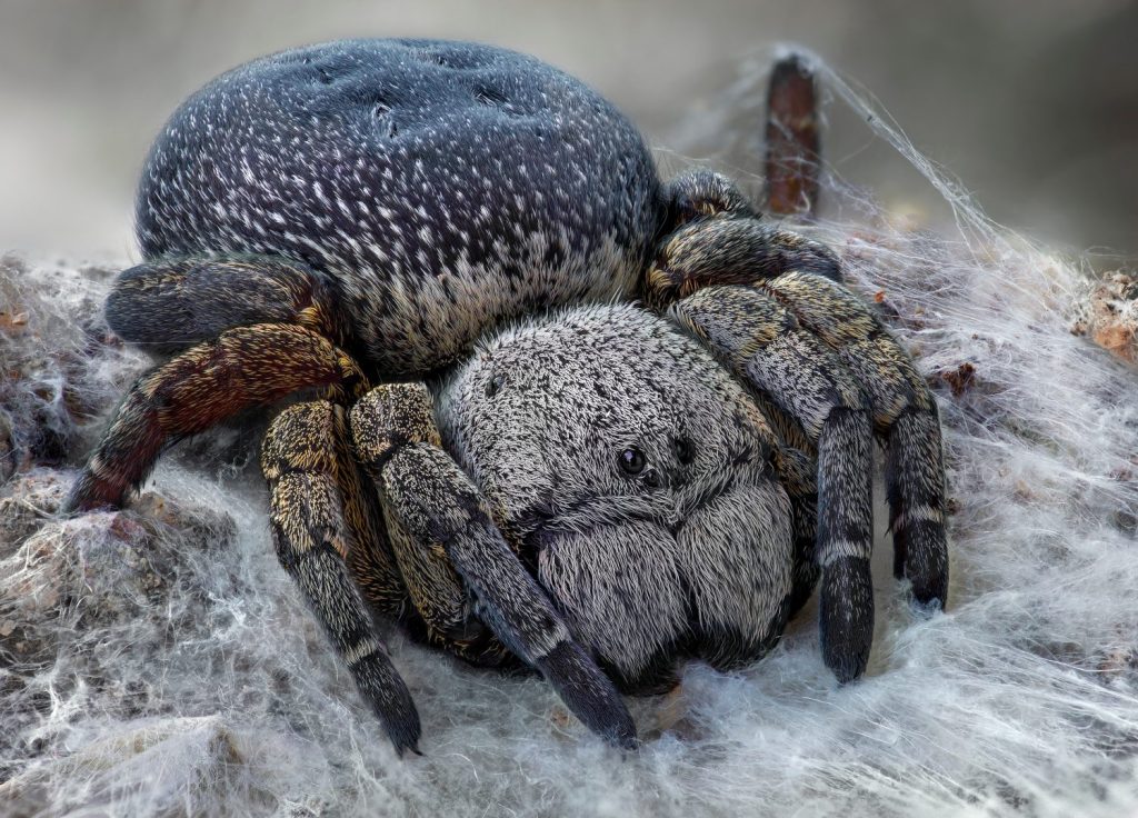 Ragno di velluto, noto anche come ragno coccinella (Eresus kollari), femmina dopo la muta