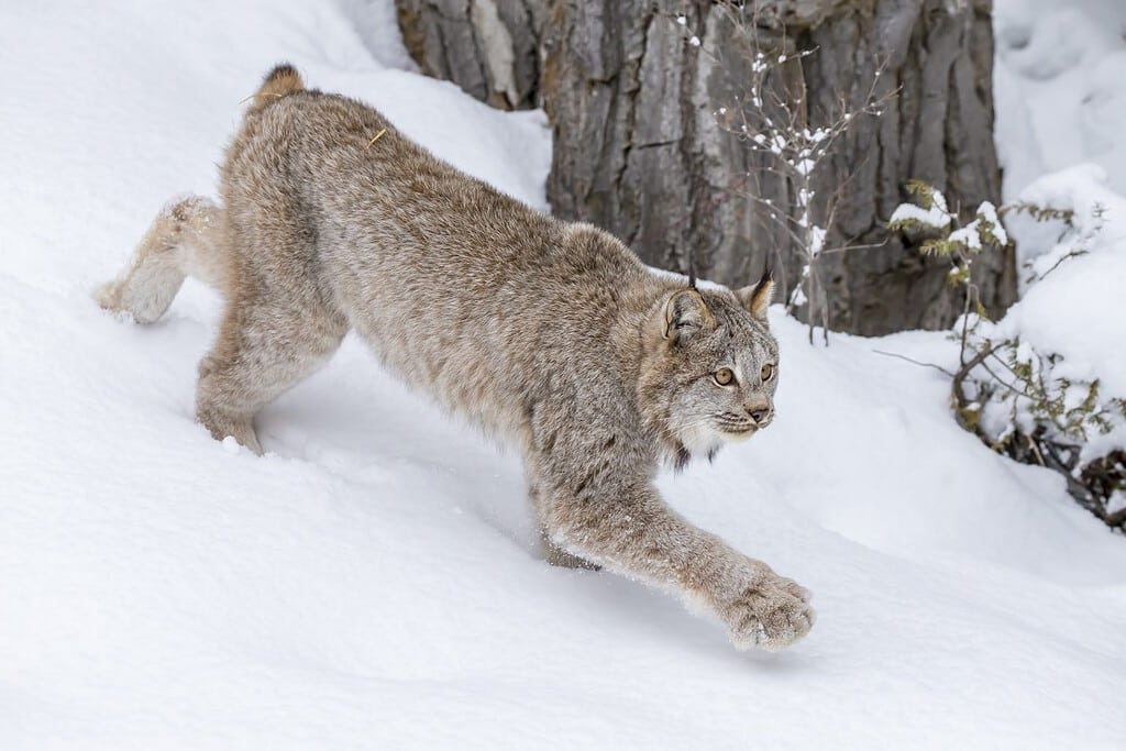 Una lince rossa va a caccia di prede in un habitat forestale innevato.