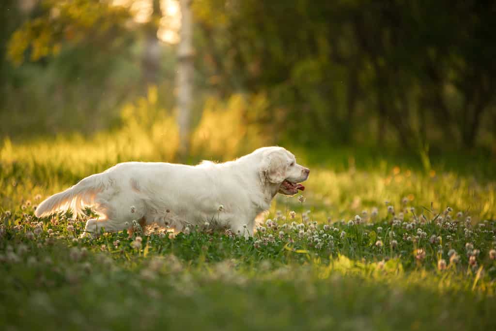 cane nel parco al tramonto.  Clumber spaniel in natura nell'erba in estate