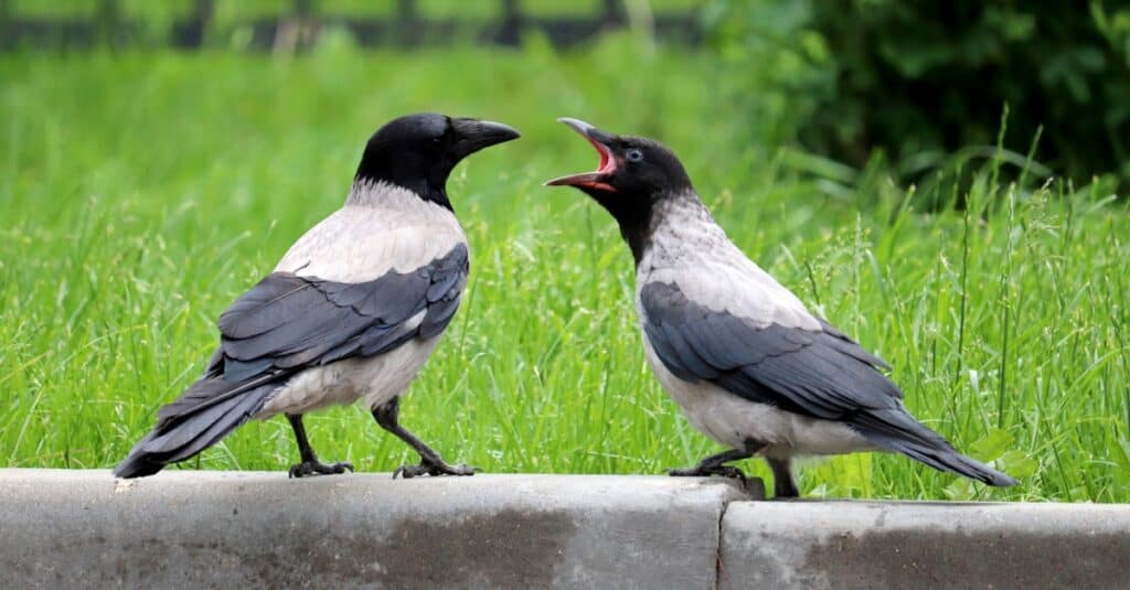 Due corvi in ​​lotta.