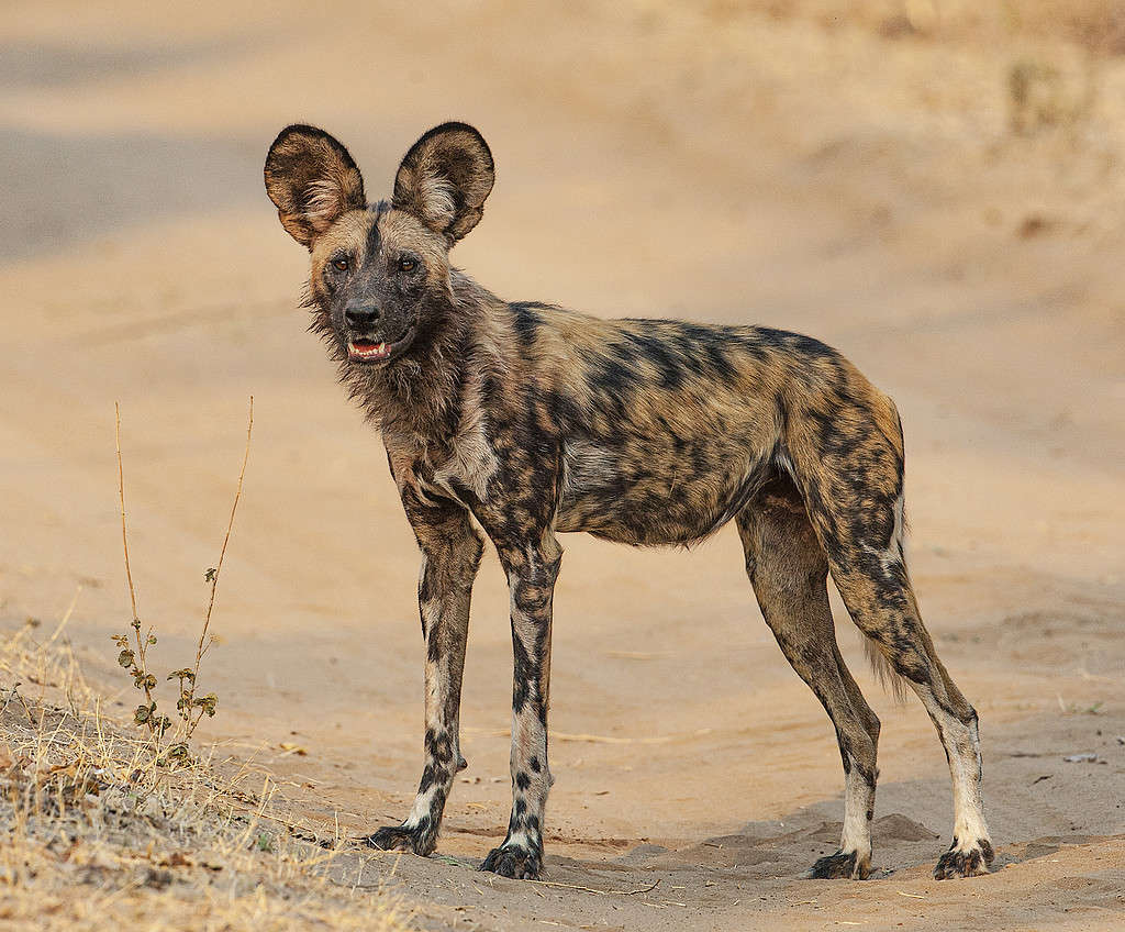 un ritratto di un cane da caccia africano (Lycaon pictus) guardando la telecamera