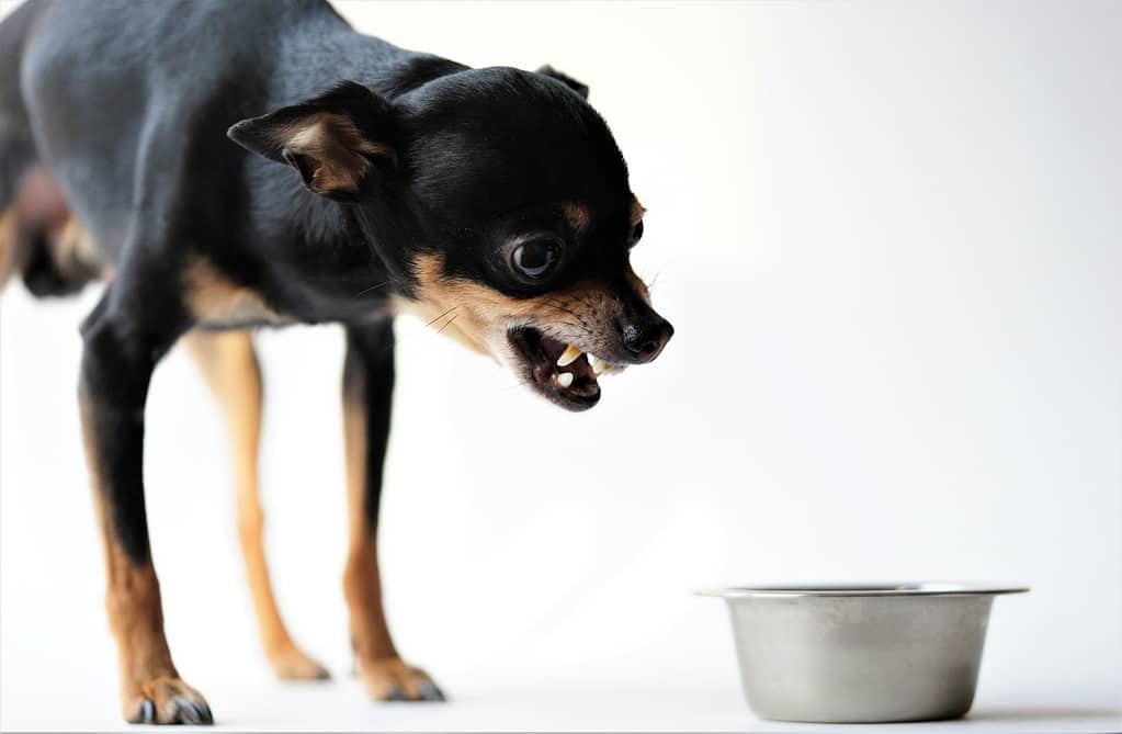 Il piccolo cane nero arrabbiato della razza toy terrier protegge il suo cibo in una ciotola di metallo su sfondo bianco. Primo piano.
