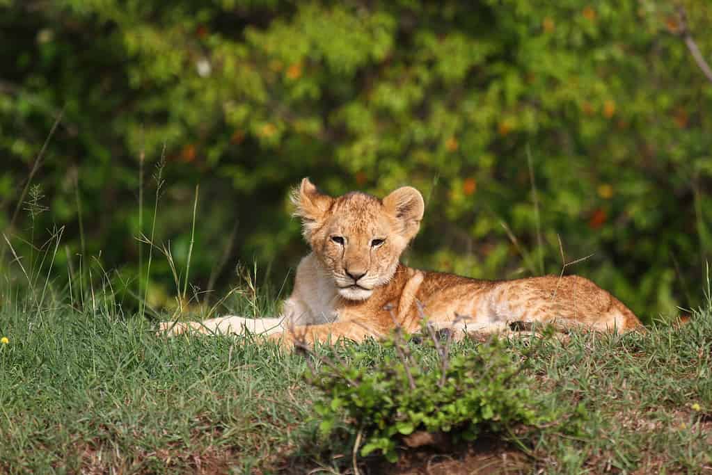 Simpatico cucciolo di leone appoggiato su una piccola collina, cespugli sullo sfondo