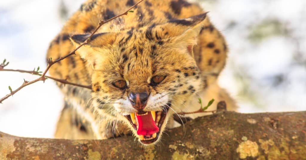 I gatti Serval sono buoni animali domestici - Gatto Serval