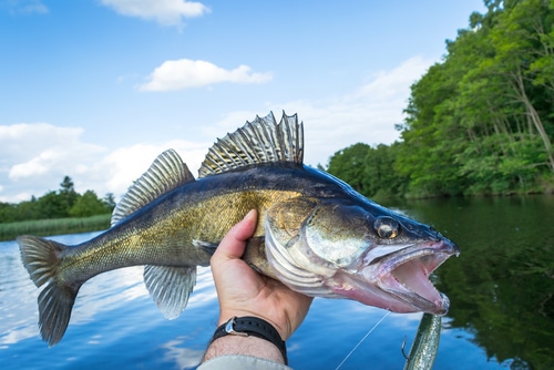 Ritratto di walleye enorme in mano del pescatore