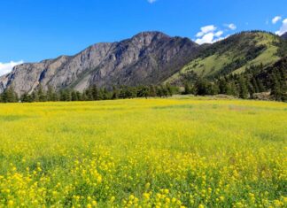 Paesaggio canadese di fiori di senape in un campo situato nella valle Similkameen vicino a Keremeos, British Columbia, Canada.