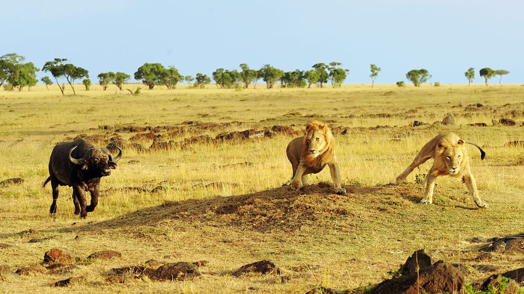 Il Capo africano o il bufalo d'acqua (Syncerus caffer) carica i leoni africani (Panthera leo) durante il safari nella Riserva nazionale di Masai Mara nel Kenya sudoccidentale.