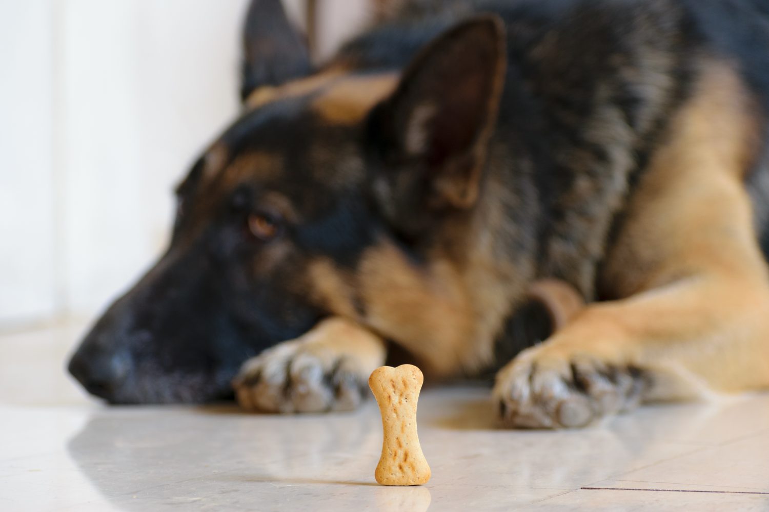Biscotto per cani davanti a un cane pastore tedesco addestrato, addestramento alla pazienza e al concetto di golosità