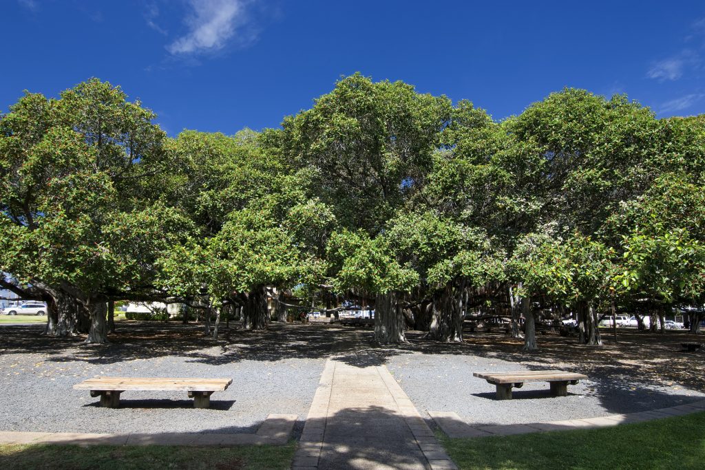 Un enorme albero banyan indiano a Maui è chiamato Lahaina Banyan Tree.
