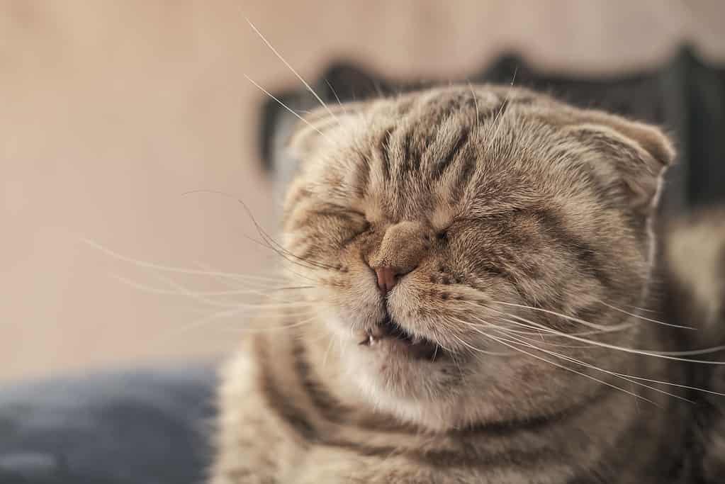 Il simpatico gatto Scottish Fold sta per starnutire, quindi ha il naso rugoso e un muso divertente.