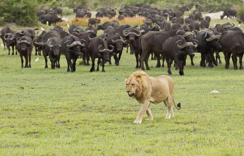 Bufalo africano