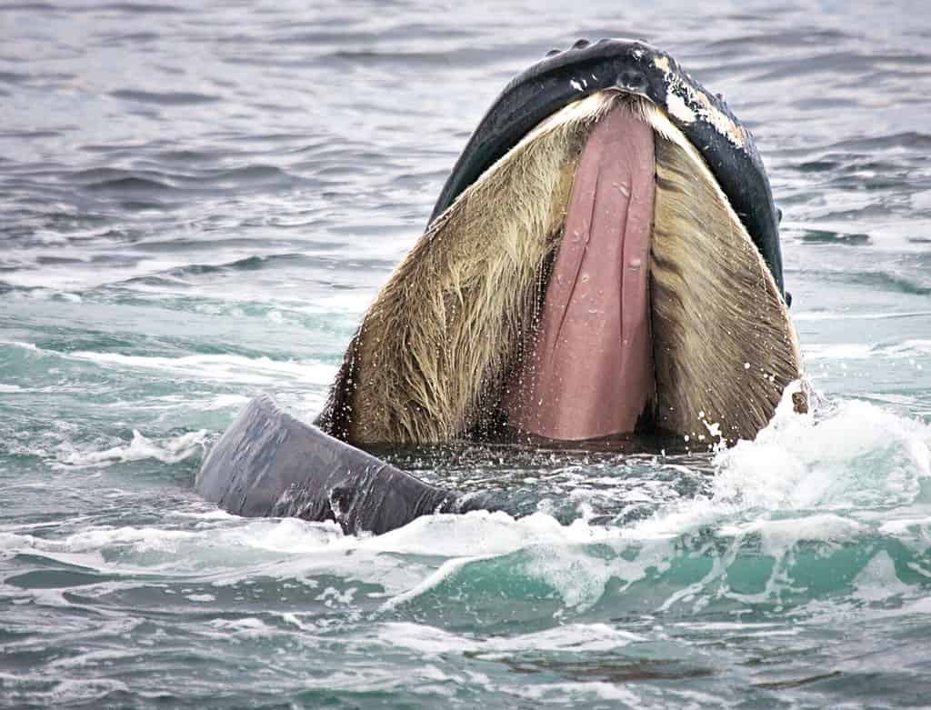 La megattera spalanca la bocca per mostrare i fanoni