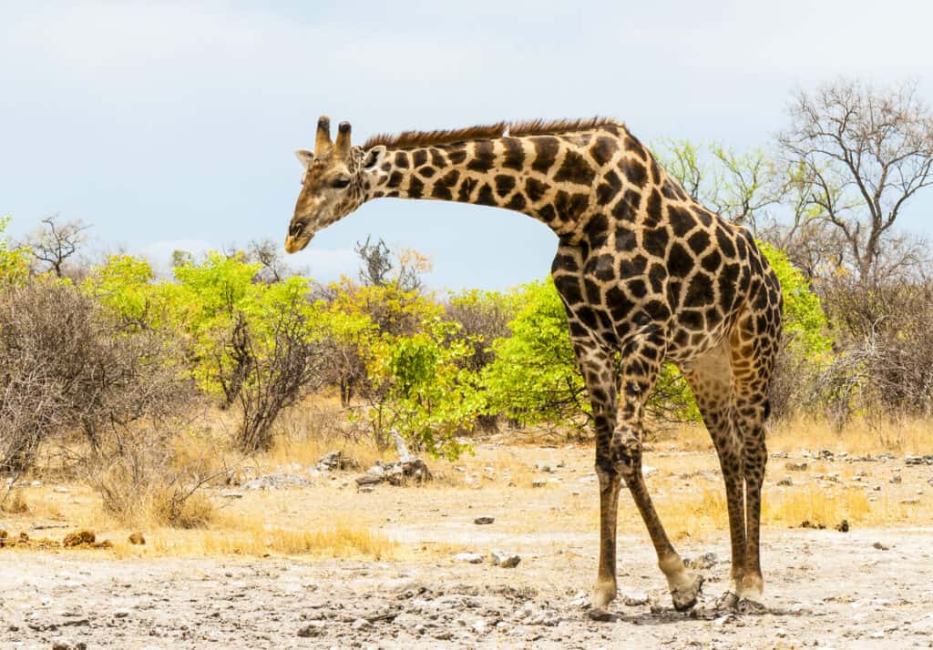 Giraffa sudafricana