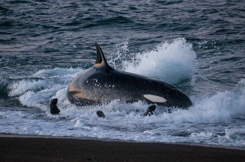 Leoni marini a caccia di balene assassine sulla costa della Patagonia, Patagonia, Argentina