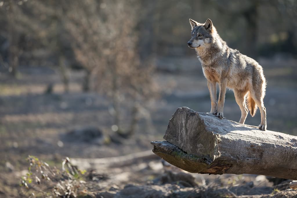 Lupo, Lupo grigio, Foresta, Animale, Pelo animale