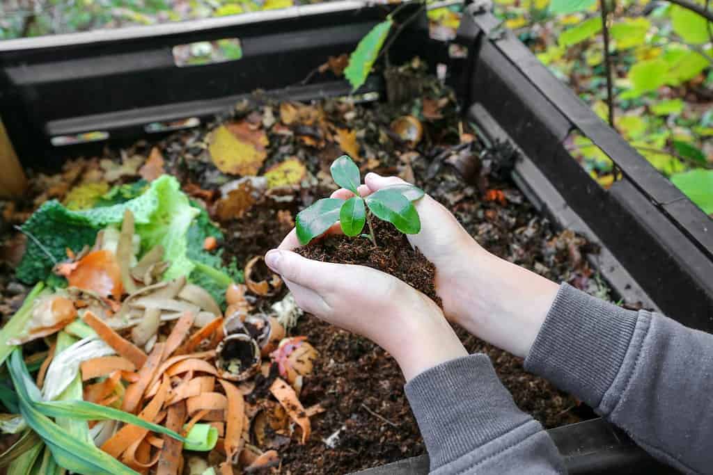mani che tengono il compost sopra la compostiera con rifiuti organici