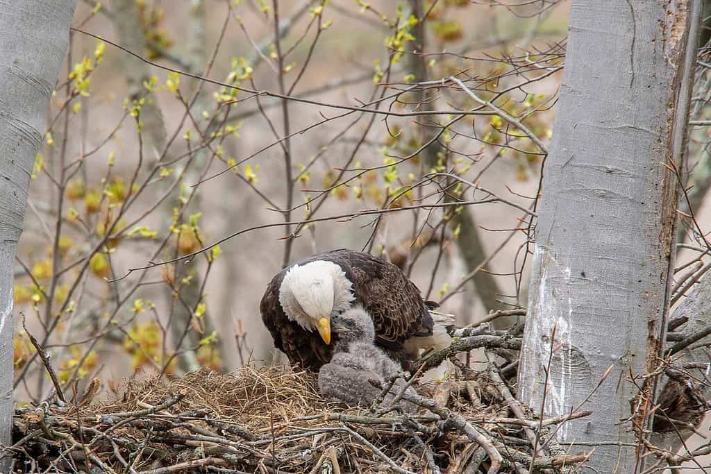 Una vista ravvicinata di un'aquila calva adulta che conforta l'aquilotto, in alto nel nido.