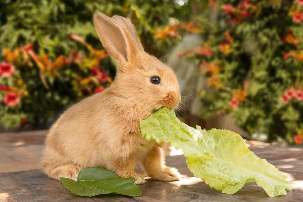 Simpatico coniglio, sullo sfondo della natura e dei fiori.  Mangiare cavolo guarda la telecamera.  Adorabili piccoli animali domestici concetto. sfondo sfocato
