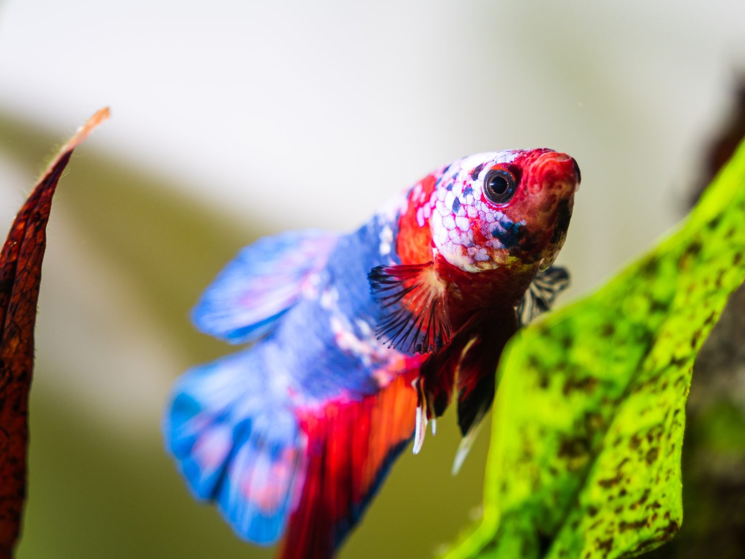 Un pesce betta rosso, bianco e blu accanto a una felce di Giava.  Questo è un pesce betta koi della galassia.  Sono anche conosciuti come pesci combattenti siamesi.