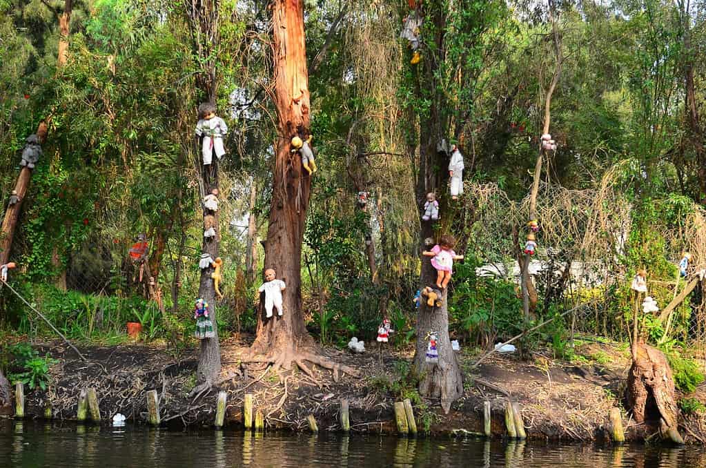 Xochimilco è un'isola di bambole abbandonate.  Vista dalla barca.