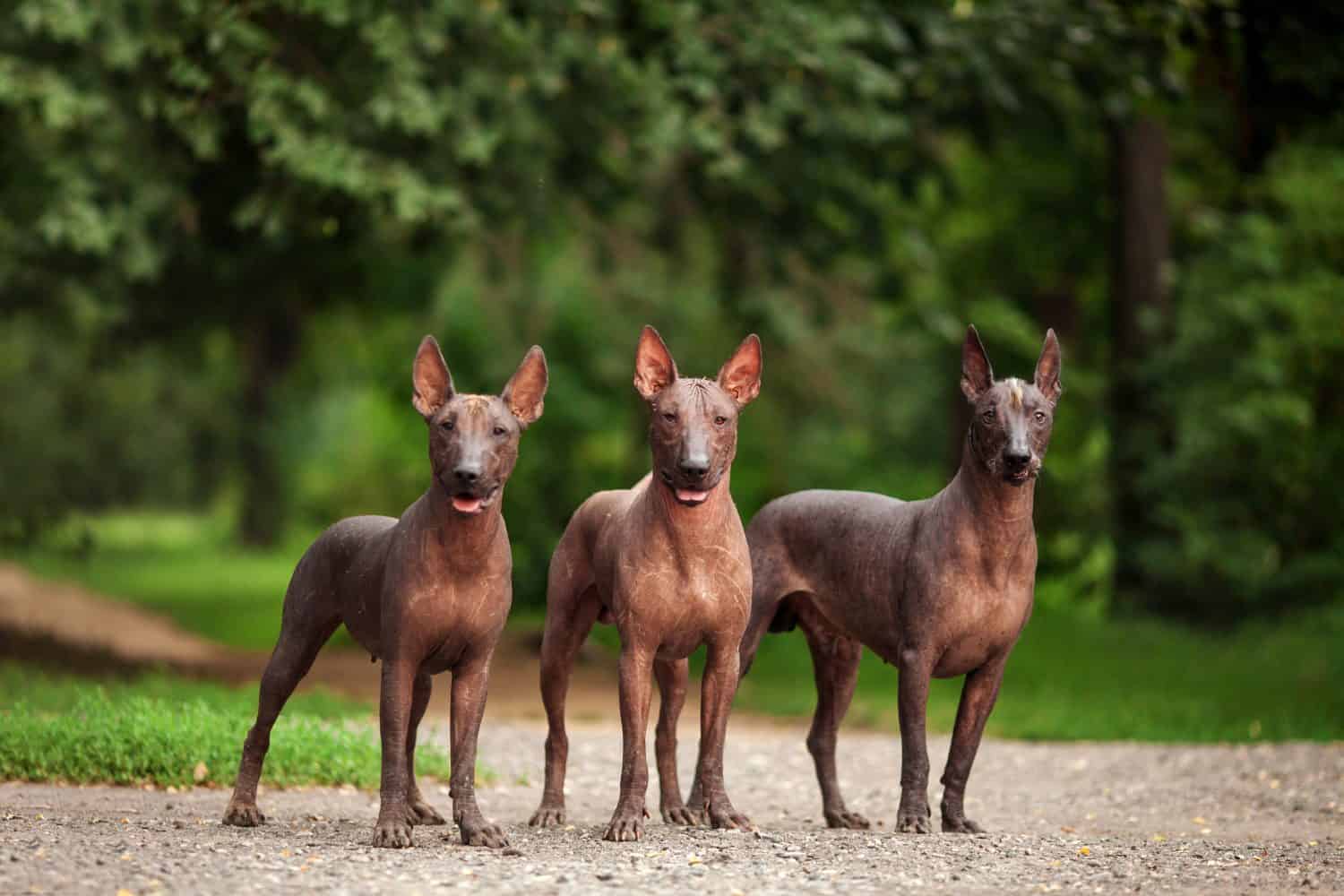 Ritratto orizzontale di tre cani di razza Xoloitzcuintli, cani messicani glabri di colore nero di dimensioni standard, in piedi all'aperto a terra con erba verde e alberi sullo sfondo durante la giornata estiva