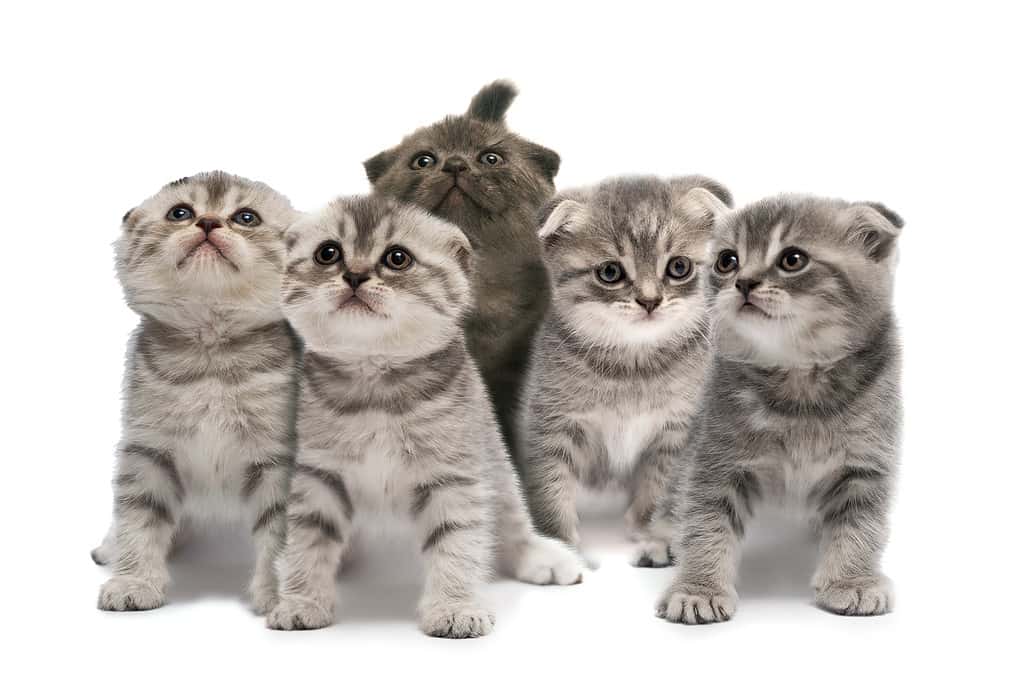 Simpatici gattini Scottish Fold isolati su sfondo bianco.