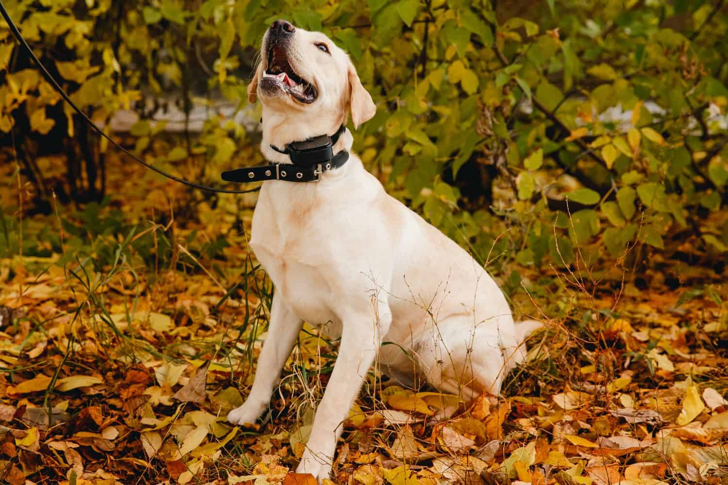 labrador Cane con collare sul parco all'aperto in autunno.